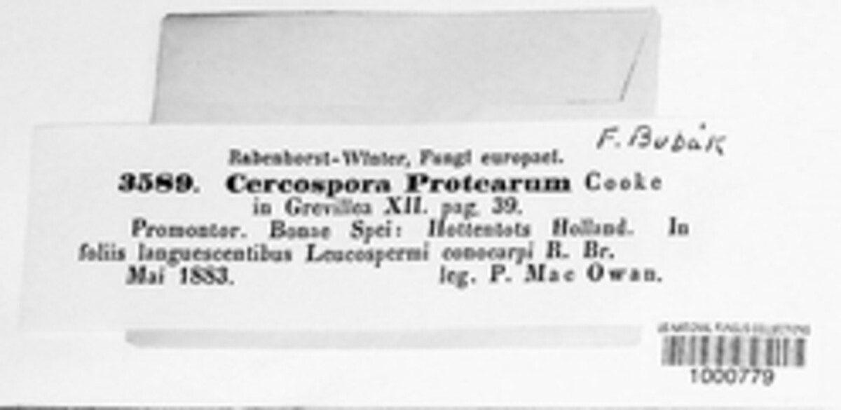 Pseudocercospora protearum image